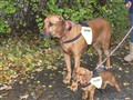 Projekt hund okt 019.jpg